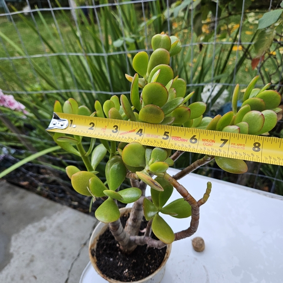 Ruby Jade Tree - Picture 2 of 4